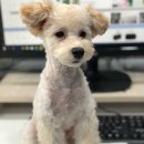 어바웃도그 이미지