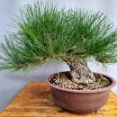 해송2로 이미지