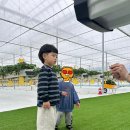아산팜 | 5살 44개월 아이와 함께 딸기 수확 체험 &amp; 아이스크림 만들기 - 아산딸기도치팜
