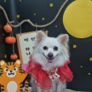 화멍화멍 이미지