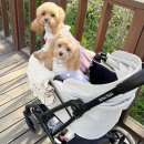 댕댕로망스 | 진해군항제 여좌천 경화역 진해루 애견동반 여행후기