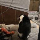 강아지세상 고양이세상 이미지