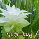 진도울금