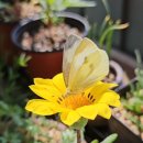 가자니아 이미지