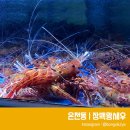 장백왕새우 - 고성군 장치2길 478 | 장백왕새우