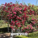 이번 연휴에 가야해 세종 장미명소 숲바람장미원