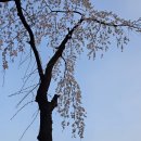 송파나루(동호휴게시설-1층) | 석촌호수 벚꽃 축제 2025 / 서울 잠실 봄나들이 : 개화 상황(4월 4일), 가는 법, 주차장, 화장실 등