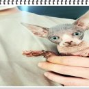 부천강아지분양 고양이분양 24시 데려가개 부천점 이미지