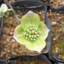 클라우드나인 이미지