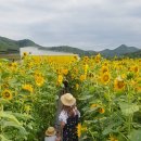산동초등학교 | 구미 여행:2019 산동 해바라기축제