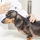 마스터 동물의료센터 이미지