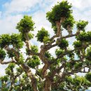 삭개오와뽕나무 이미지