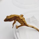 J3617 네이버블로그