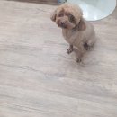 스담멍스 네이버블로그