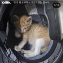 회사직원한테 폭행당한 고양이 명숙이 근황 이미지