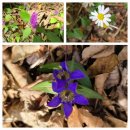 파래소 빨간지붕 | #57 영알하늘억새종주 패전