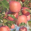 봉화산농장 이미지