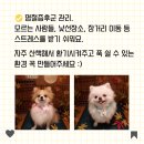 도토리 강아지 유치원 이미지