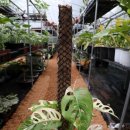1200만원짜리 식물이 있다고?···'식테크족' 불러온 희귀식물의 세계 이미지