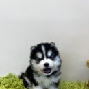 테일러퍼피 이미지