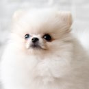 강아지꿈 이미지