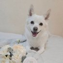 오늘도멍냥 이미지