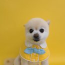 댕그루밍 이미지