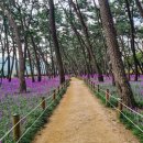 삼문동둔치길(삼문송림) 이미지