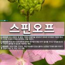 스핀오프 이미지