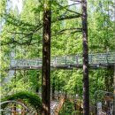 장태울다리 이미지