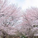 월명산 벚꽃출사... 함께한 우리들(단사) 이미지