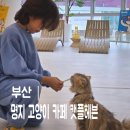 달냥이하우스 | 부산 명지 아이랑 가볼 만한 고양이 카페 캣플헤븐 솔직 후기