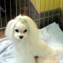 개 키우는 언니 이미지