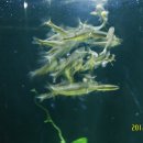 제주해양과학관 (아쿠아플라넷) 이미지