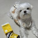 댕댕 | 강아지종합영양제 보령 댕댕포스 급여 후기