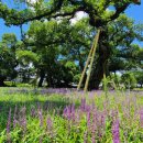 성주 경산리 성밖숲 이미지
