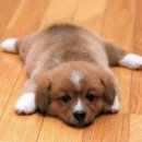 멍멍왈왈 이미지