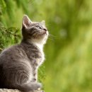 참사랑동물병원 이미지