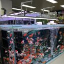 애견수족관 | 🐟대전 대청 애견수족관 후기 – 우파루파부터 생이새우까지, 힐링 가득한 수족관 탐방기🦐