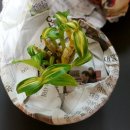 선달농장 이미지