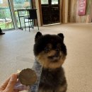 해피병풀 이미지