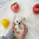 내품안의반려견 은평점 이미지