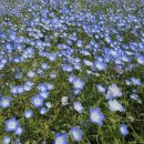 그린파크카 이미지