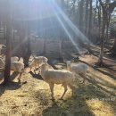 최신사슴목장 이미지