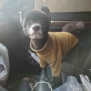 조선생 펫살롱 이미지