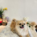 몽구리DOG 이미지