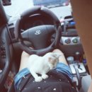 쥬시동물병원 이미지