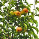 용정농장 이미지