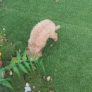 멍멍부띠끄 이미지