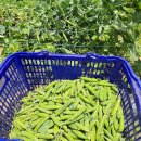 노을이슬 이미지